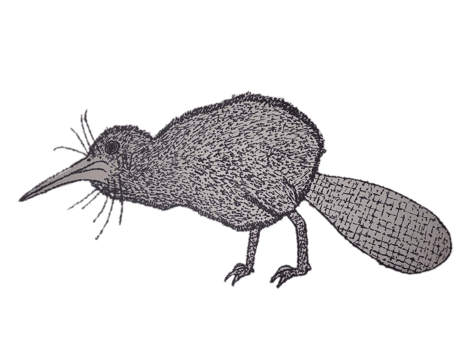 beaver kiwi — a pointillism drawing of a kiwi bird with a beaver's flat tail, black ink on paper